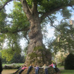 Autour du platane d'Orient Autour du platane d'Orient