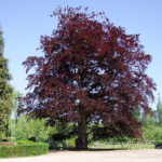 Hêtre pourpre Hêtre pourpre
