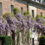 La glycine du pavillon La glycine du pavillon