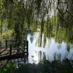 La saule pleureur sur les douves La saule pleureur sur les douves