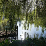 La saule pleureur sur les douves La saule pleureur sur les douves