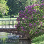 Le pont fleuri par le lilas Le pont fleuri par le lilas
