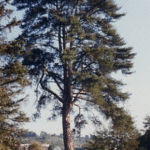 Le très haut pin noir de Corse Le très haut pin noir de Corse