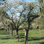 Les vergers Les vergers