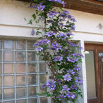 Clématite du home Clématite du home