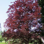 Hêtre pourpre Hêtre pourpre
